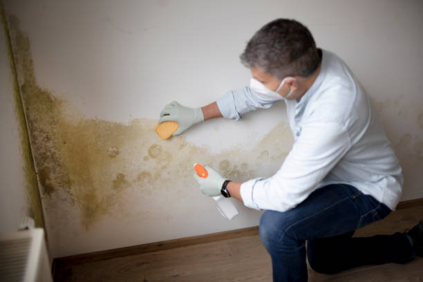 Best Emergency Mold Remediation  in Laurel Hill, NC