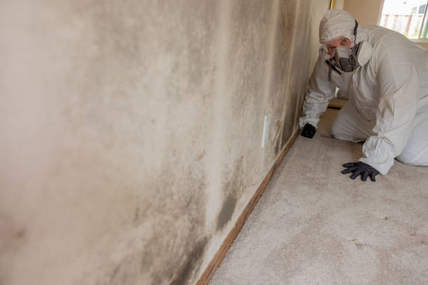Best Attic Mold Removal  in Laurel Hill, NC